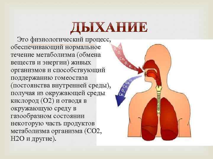  Это физиологический процесс, обеспечивающий нормальное течение метаболизма (обмена веществ и энергии) живых организмов