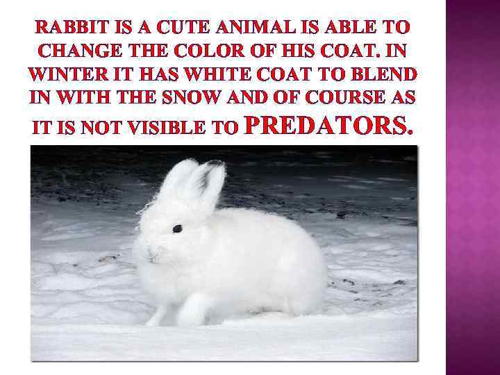 RABBIT IS A CUTE ANIMAL IS ABLE TO CHANGE THE COLOR OF HIS COAT.