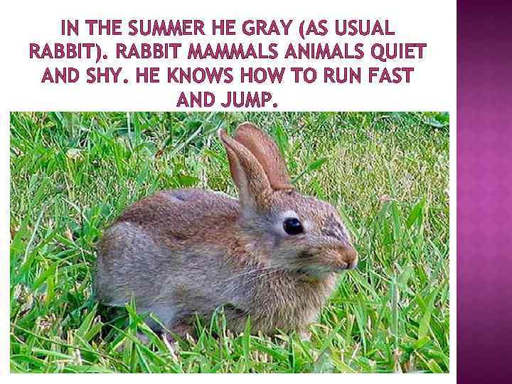 IN THE SUMMER HE GRAY (AS USUAL RABBIT). RABBIT MAMMALS ANIMALS QUIET AND SHY.