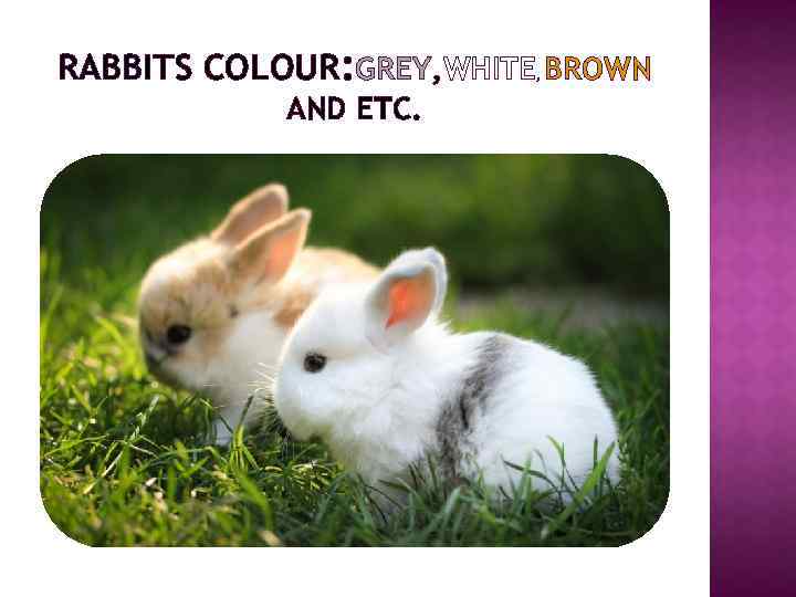 RABBITS COLOUR: GREY, WHITE BROWN , AND ETC. 