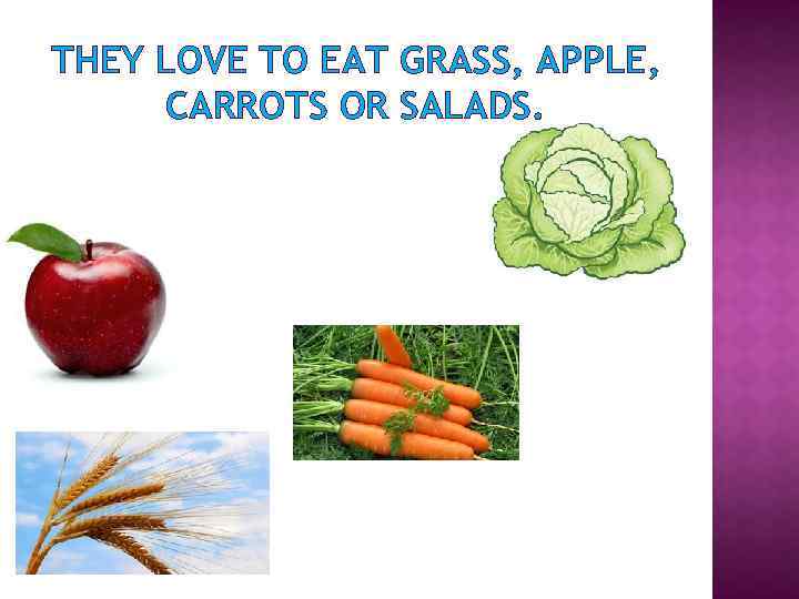 THEY LOVE TO EAT GRASS, APPLE, CARROTS OR SALADS. 