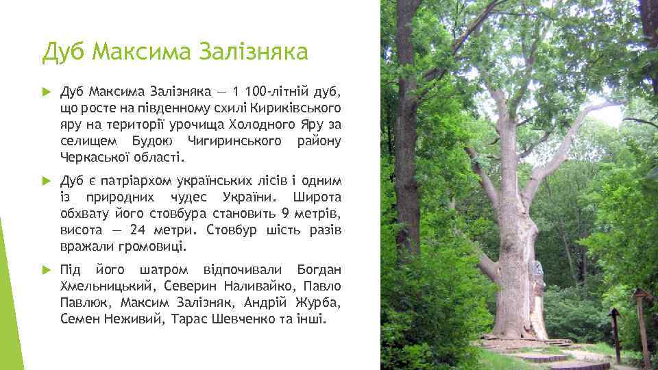 Дуб Максима Залізняка — 1 100 -літній дуб, що росте на південному схилі Кириківського