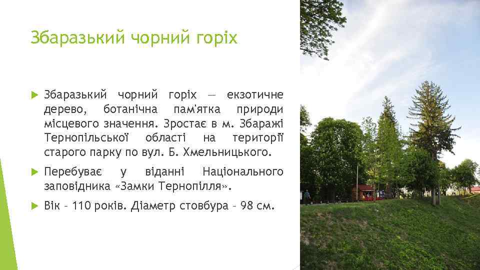 Збаразький чорний горіх — екзотичне дерево, ботанічна пам'ятка природи місцевого значення. Зростає в м.