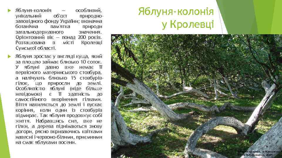  Яблуня-колонія — особливий, унікальний об'єкт природнозаповідного фонду України; визначна ботанічна пам'ятка природи загальнодержавного