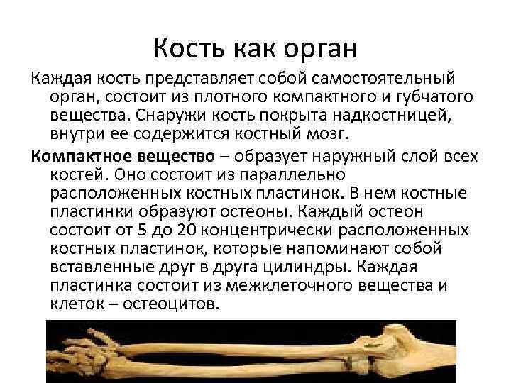 Кость как орган Каждая кость представляет собой самостоятельный орган, состоит из плотного компактного и