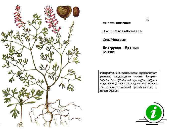 Д ымянка аптечная Лат. Fumaria officinalis L. Сем. Маковые Биогруппа – Яровые ранние Распространена