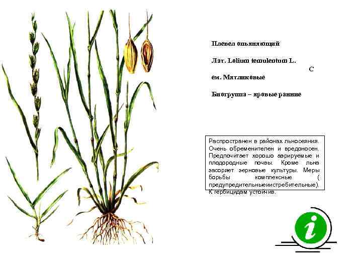 Плевел опьяняющий Лат. Lolium temulentum L. С ем. Мятликовые Биогруппа – яровые ранние Распространен