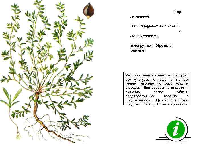 Гор ец птичий Лат. Polygonum aviculare L. С ем. Гречишные Биогруппа – Яровые ранние