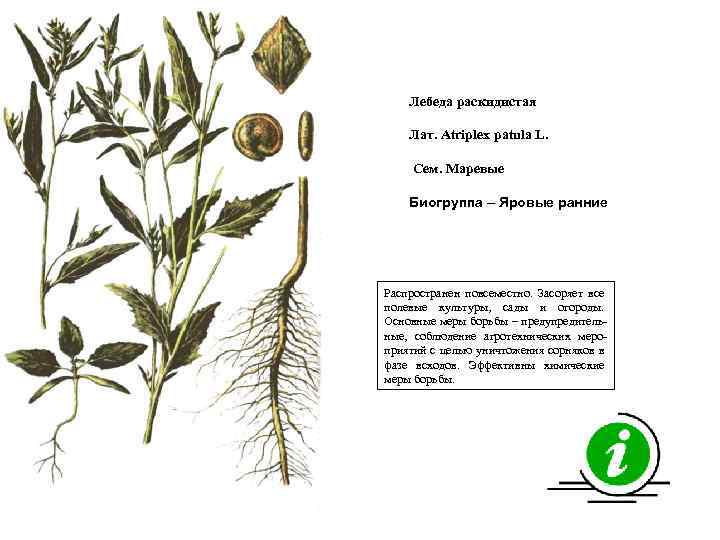Лебеда раскидистая Лат. Atriplex patula L. Сем. Маревые Биогруппа – Яровые ранние Распространен повсеместно.