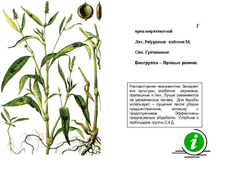Г орец шероховатый Лат. Polygonum scabrum M. Сем. Гречишные Биогруппа – Яровые ранние Распространен