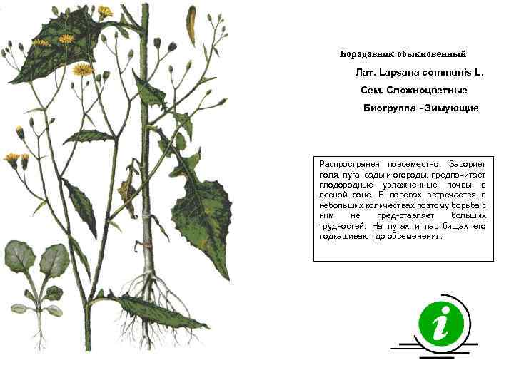 Борадавник обыкновенный Лат. Lapsana communis L. Сем. Сложноцветные Биогруппа - Зимующие Распространен повсеместно. Засоряет