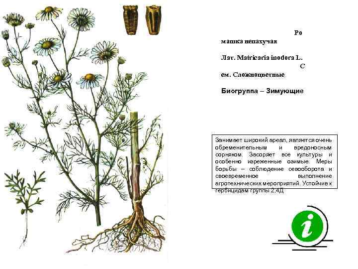 Ро машка непахучая Лат. Matricaria inodora L. С ем. Сложноцветные Биогруппа – Зимующие Занимает