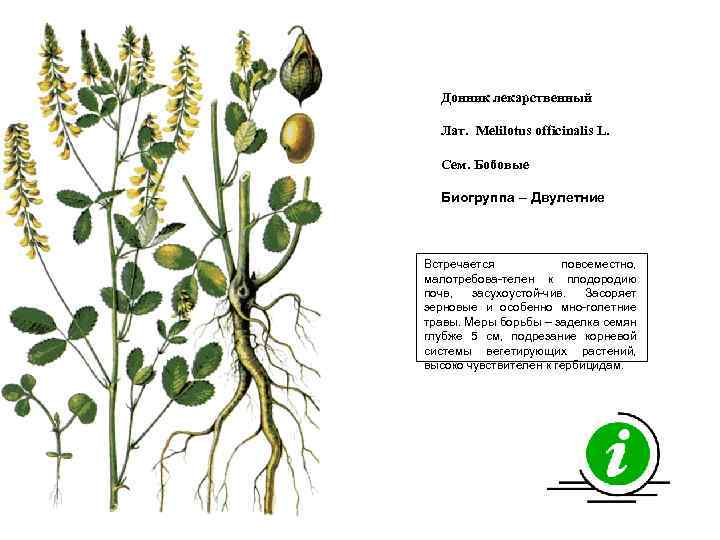 Донник лекарственный Лат. Melilotus officinalis L. Сем. Бобовые Биогруппа – Двулетние Встречается повсеместно, малотребова-телен