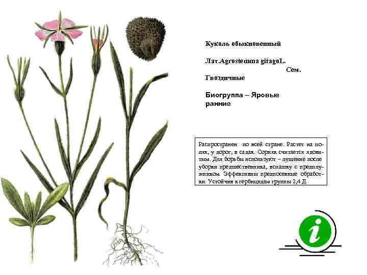 Куколь обыкновенный Лат. Agrostemma gitago. L. Сем. Гвоздичные Биогруппа – Яровые ранние Распространен по