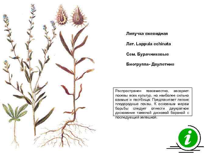 Липучка ежевидная Лат. Lappula echinata Сем. Бурачниковые Биогруппа- Двулетние Распространен повсеместно, засоряет посевы всех