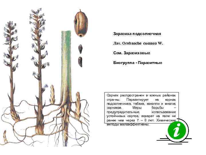 Заразиха подсолнечная Лат. Orobanche cumana W. Сем. Заразиховые Биогруппа - Паразитные Сорняк распространен в