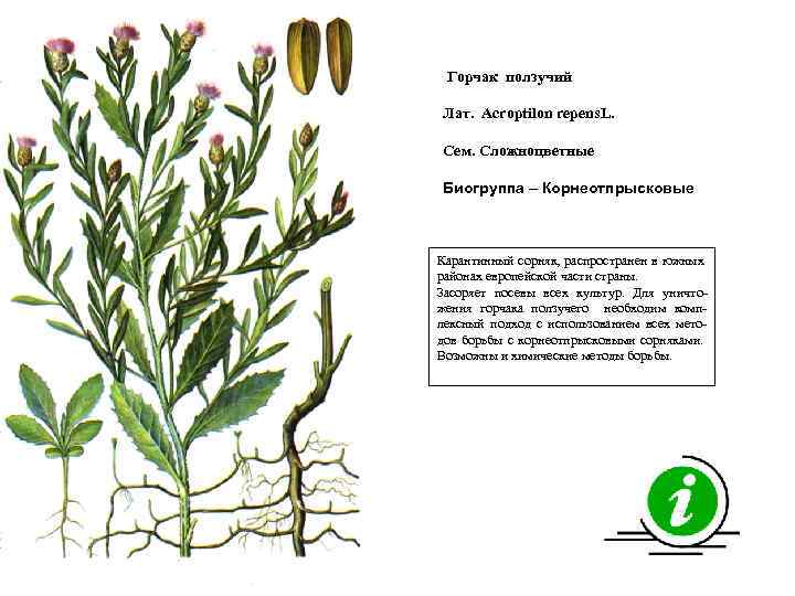 Горчак ползучий Лат. Acroptilon repens. L. Сем. Сложноцветные Биогруппа – Корнеотпрысковые Карантинный сорняк, распространен