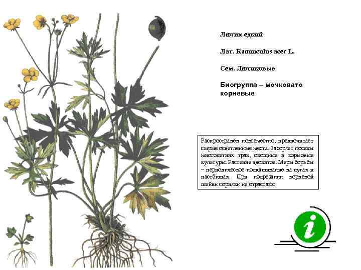 Лютик едкий Лат. Ranunculus acer L. Сем. Лютиковые Биогруппа – мочковато корневые Распространен повсеместно,
