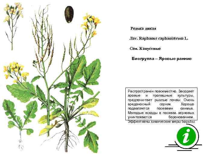 Редька дикая Лат. Raphanus raphanistrum L. Сем. Капустные Биогруппа – Яровые ранние Распространен повсеместно.