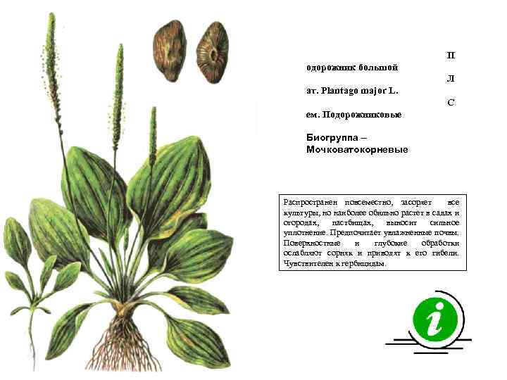 П одорожник большой Л ат. Plantago major L. С ем. Подорожниковые Биогруппа – Мочковатокорневые