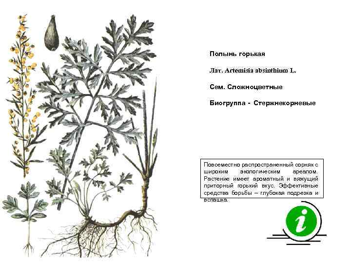 Полынь горькая Лат. Artemisia absinthium L. Сем. Сложноцветные Биогруппа - Стержнекорневые Повсеместно распространенный сорняк