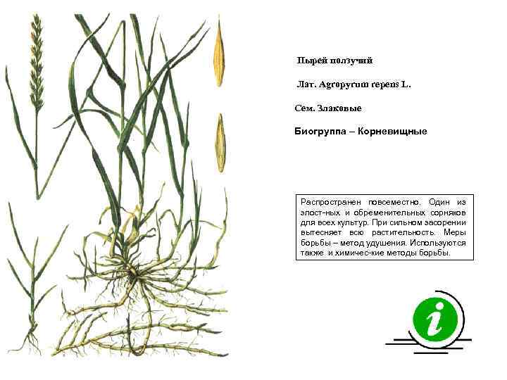 Пырей ползучий Лат. Agropyrum repens L. Сем. Злаковые Биогруппа – Корневищные Распространен повсеместно. Один