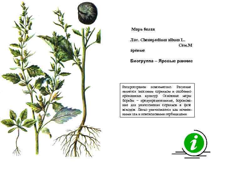 Марь белая Лат. Chenopodium album L. Сем. М аревые Биогруппа – Яровые ранние Распространен