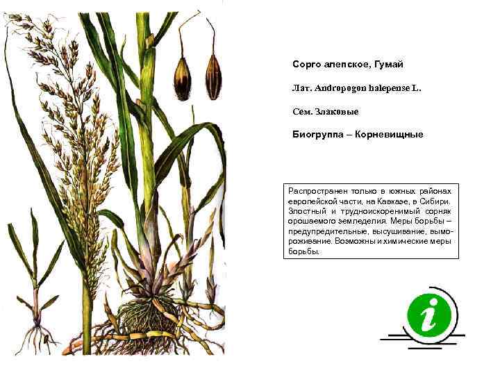 Сорго алепское, Гумай Лат. Andropogon halepense L. Сем. Злаковые Биогруппа – Корневищные Распространен только