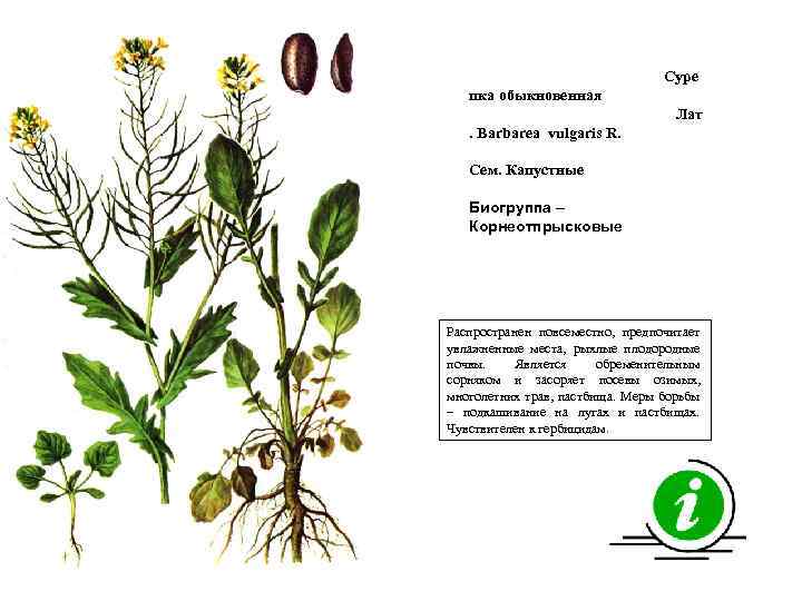 Суре пка обыкновенная Лат. Barbarea vulgaris R. Сем. Капустные Биогруппа – Корнеотпрысковые Распространен повсеместно,
