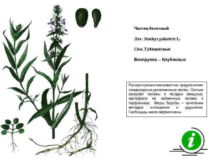 Чистец болотный Лат. Stachys palustris L. Сем. Губоцветные Биогруппа – Клубневые Распространен повсеместно, предпочитает
