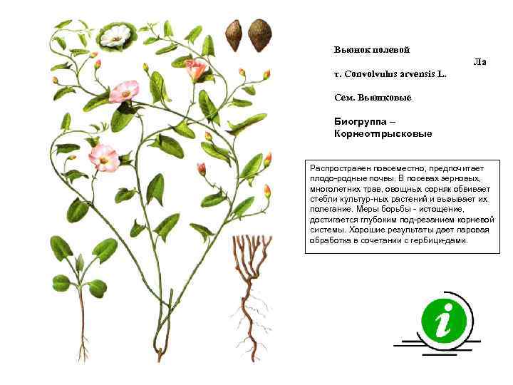 Вьюнок полевой Ла т. Convolvulus arvensis L. Сем. Вьюнковые Биогруппа – Корнеотпрысковые Распространен повсеместно,