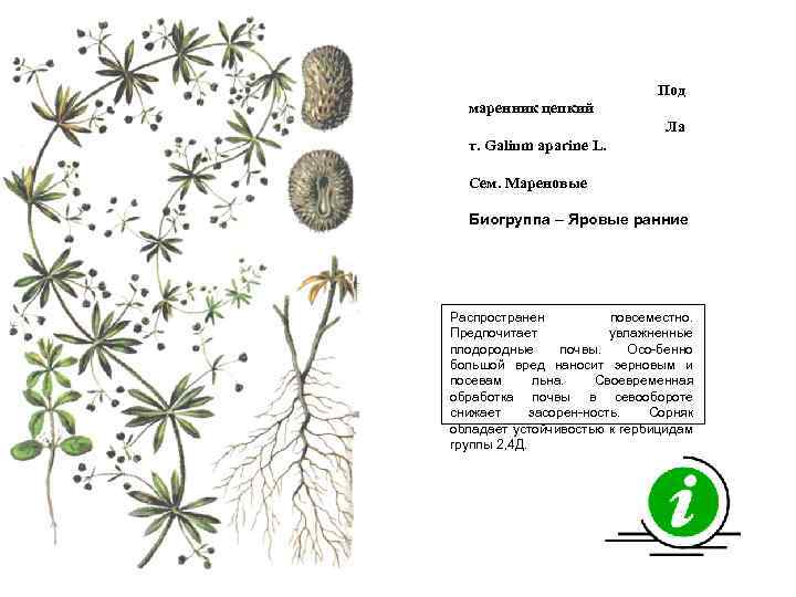 Подмаренник цепкий семена фото З вездчатка средняя Мокрица Лат Stella ria media