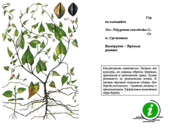 Гор ец вьющийся Лат. Polygonum convolvulus L. Се м. Гречишные Биогруппа – Яровые ранние