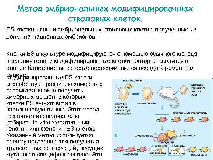 Схема получения трансгенного животного