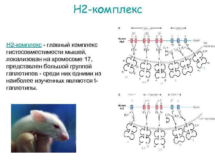 H 2 -комплекс - главный комплекс гистосовместимости мышей, локализован на хромосоме 17, представлен большой