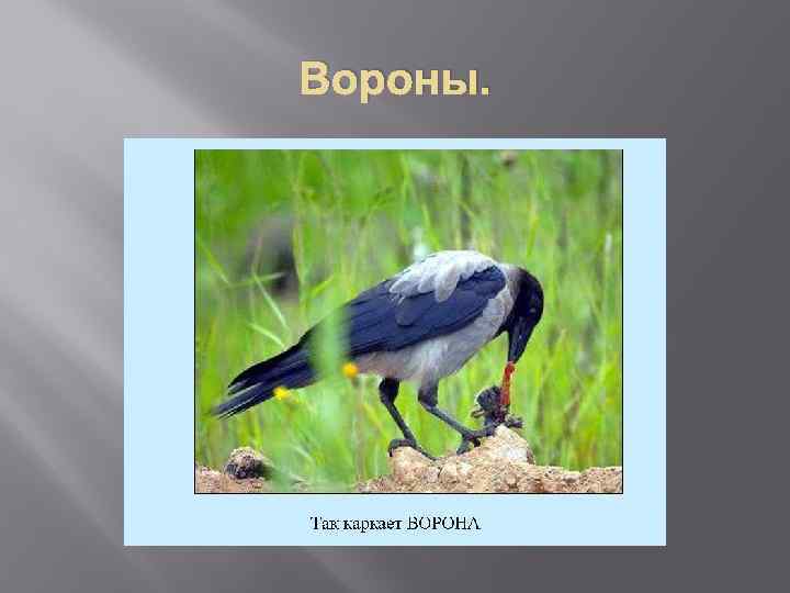 Презентация про ворон