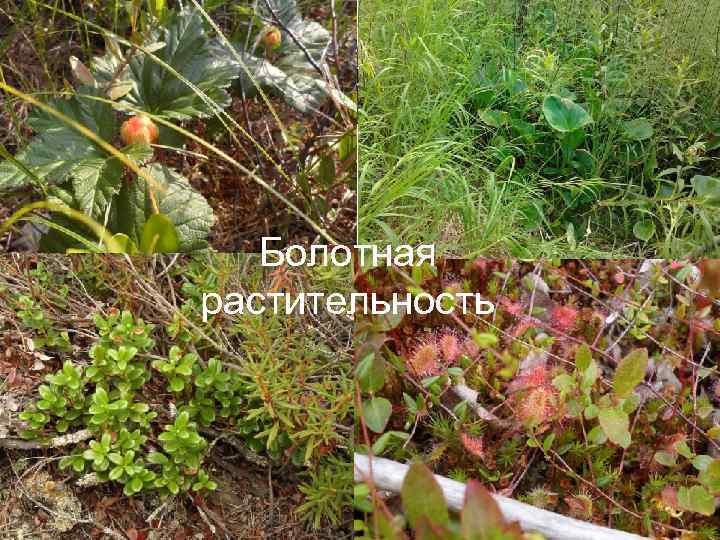 Болотная растительность Page 11 
