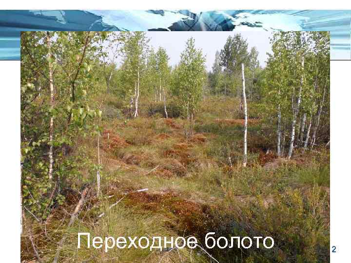 Переходное болото Page 12 