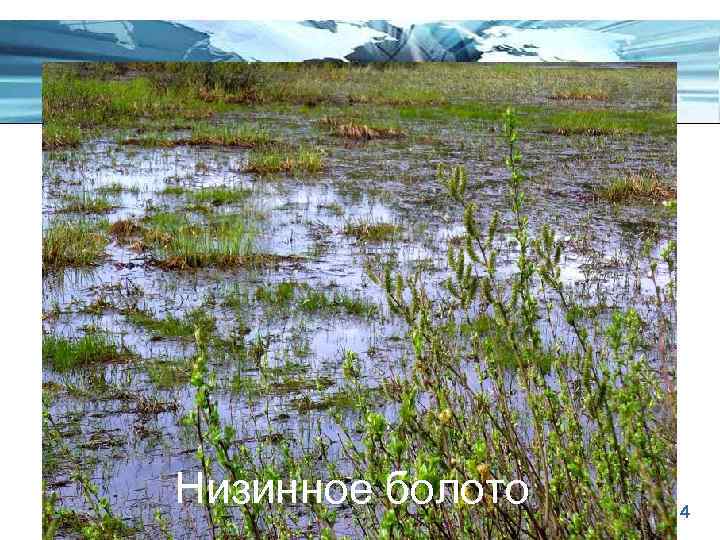 Низинное болото Page 14 