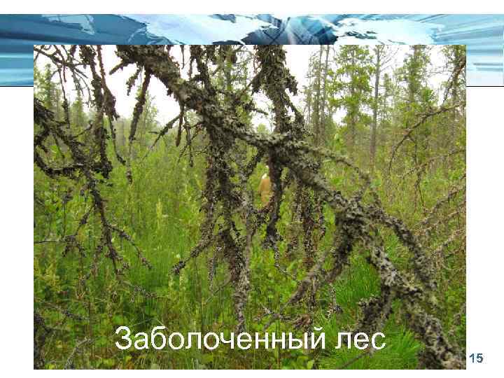 Заболоченный лес Page 15 