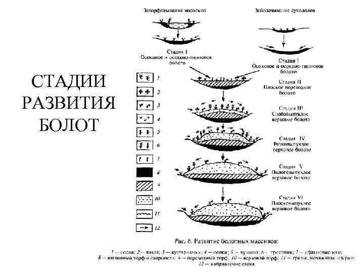 Образование болот схема