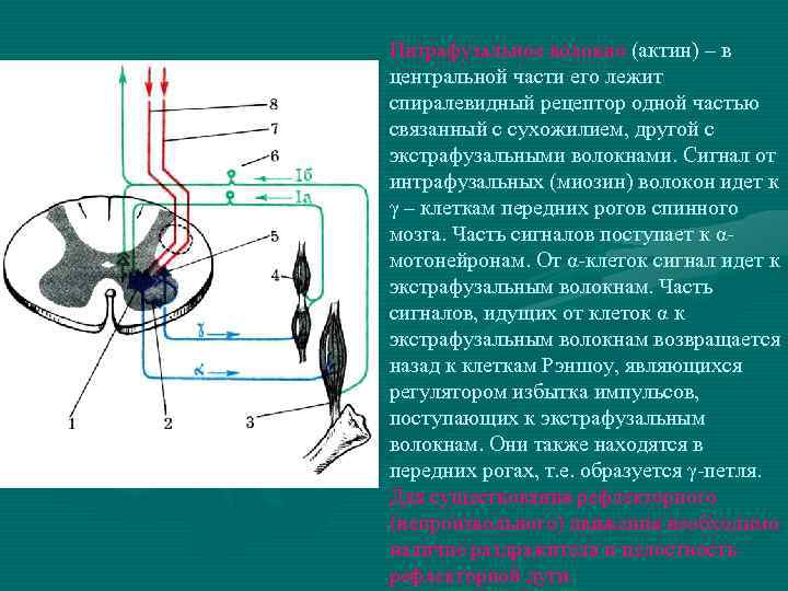 Интрафузальное волокно (актин) – в центральной части его лежит спиралевидный рецептор одной частью связанный