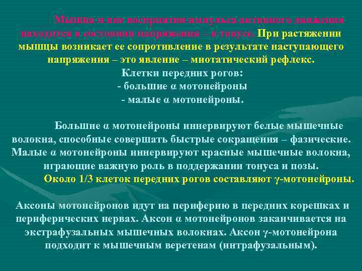 Мышца и вне восприятия импульса активного движения находится в состоянии напряжения – в тонусе.
