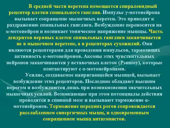 В средней части веретена помещается спиралевидный рецептор клетки спинального ганглия. Импульс γ-мотонейрона вызывает сокращение
