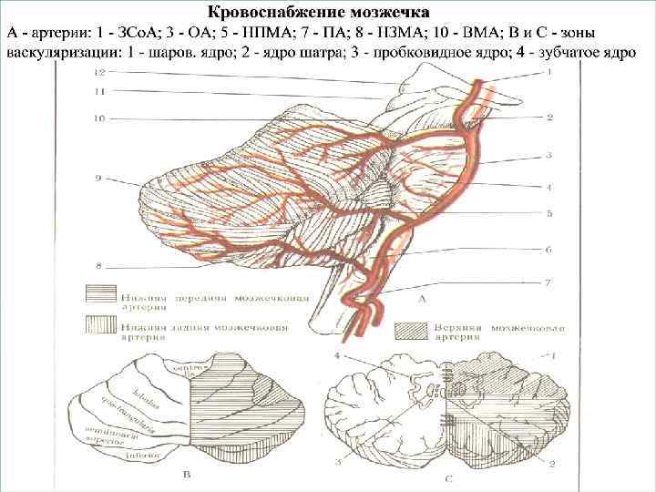 Кровоснабжение мозжечка схема