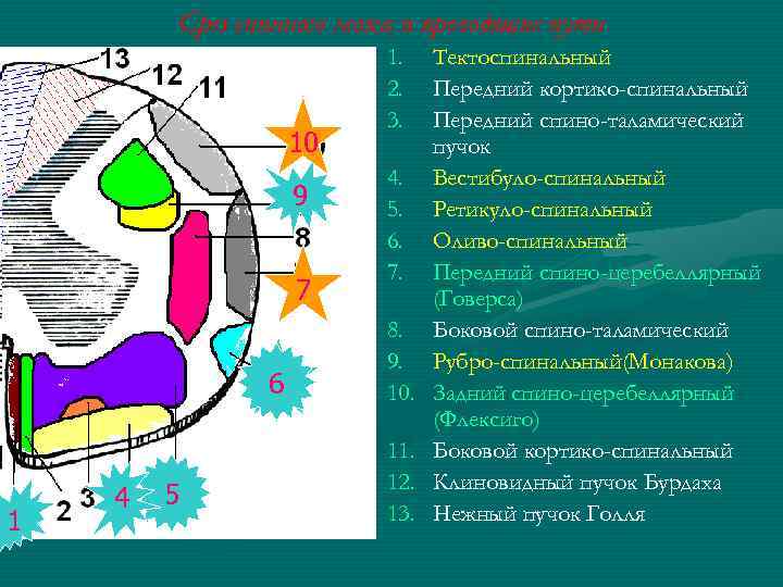 Срез спинного мозга и проводящие пути 10 9 7 6 1 4 5 1.