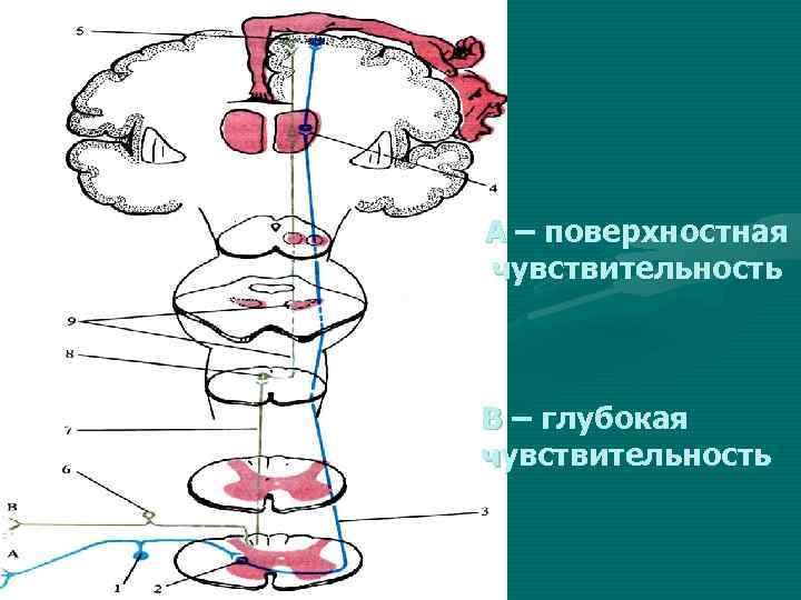 Путь глубокой чувствительности схема