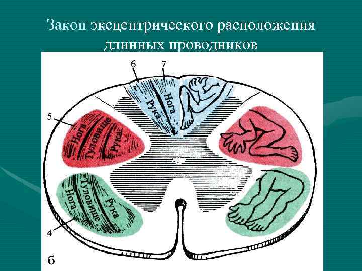 Закон эксцентрического расположения длинных проводников 
