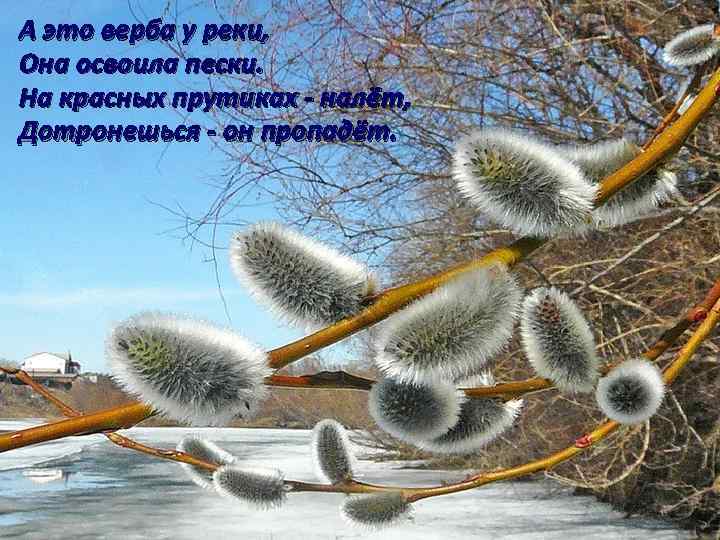 А это верба у реки, Она освоила пески. На красных прутиках - налёт, Дотронешься