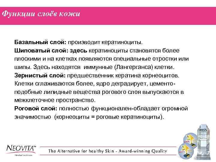 Функции слоёв кожи Базальный слой: производит кератиноциты. Шиповатый слой: здесь кератиноциты становятся более плоскими